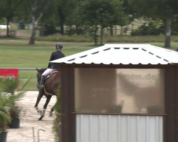Reitturnier Westergellersen 2026