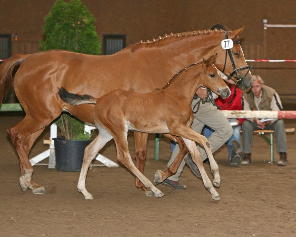 horse Acords Sun (German Sport Horse, 2007, from Acordelli)