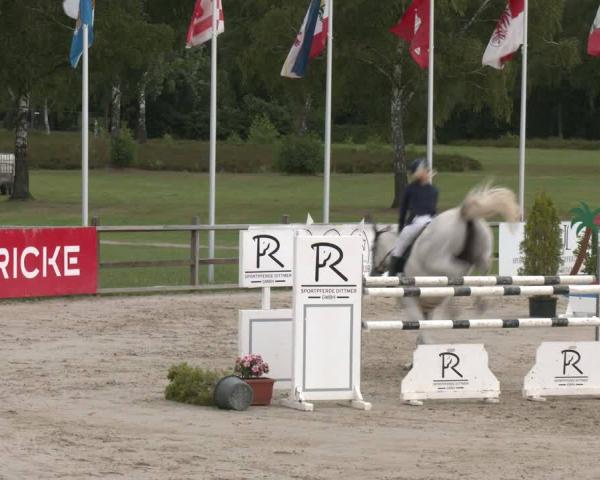 Concorso ippico Westergellersen 2026