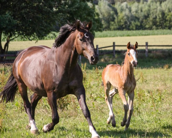broodmare Fire-Sun P (Westphalian, 2010, from Flatley 2)