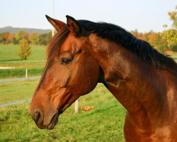 horse Freixenet 17 (Westphalian, 1997, from Ferando)