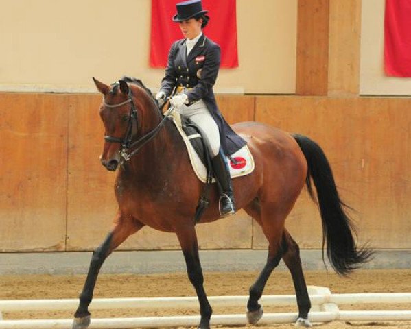 horse Donnerfee excelsior (Oldenburg, 2006, from Riccione)