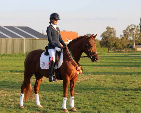 horse Annabell 520 (German Riding Pony, 2014, from A new Star)