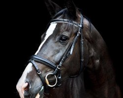 dressage horse Korelia (Trakehner, 2013, from Checkpoint)