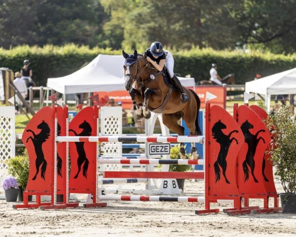 Avlshoppe Oh my Fina Hp (Hanoveraner, 2019, fra Ogano Sitte)