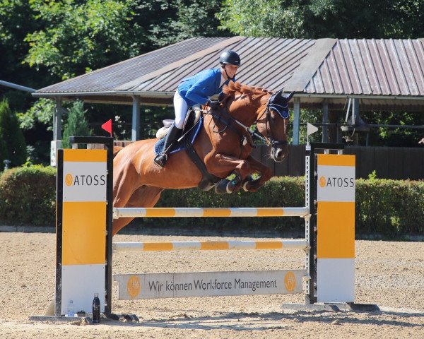Springpferd Lavigna 6 (Württemberger, 2010, von Le Champion)