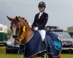 dressage horse Melli's Dakari (German Riding Pony, 2013, from Da Vinci Hs)