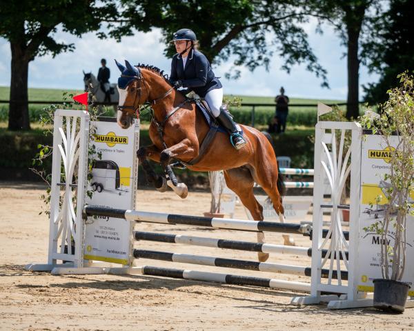 Cavallo da salto Ab an die Bar Z (Zangersheide, 2020, di Aktion Pur Z)