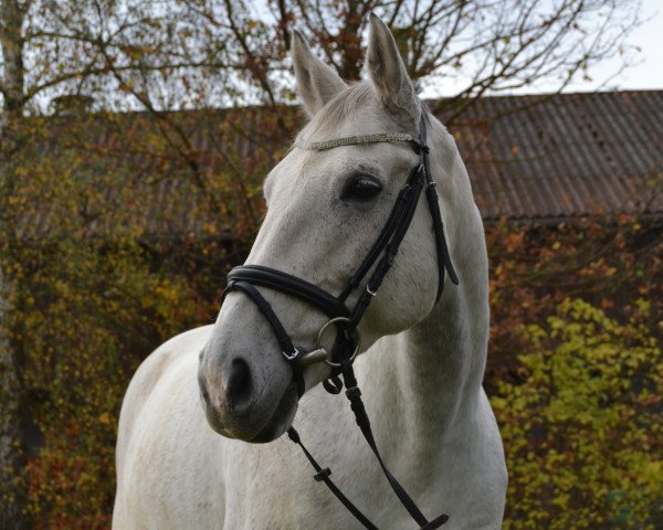 jumper Lirco (Swedish Warmblood, 2000, from Landlord)