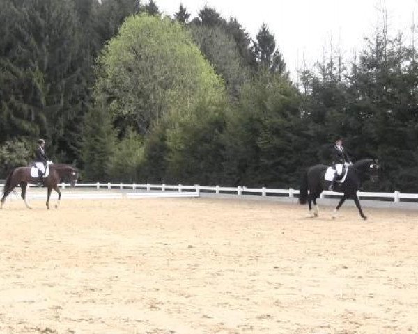 Dressur- und Springturnier Halver 2015