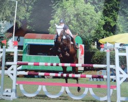 broodmare Cassis 70 (Westphalian, 2001, from Coronado I)