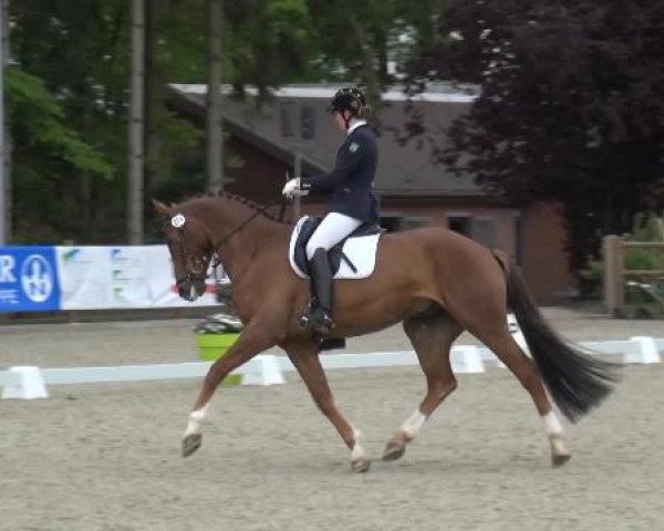 Holtkämper Dressurtage 2015
