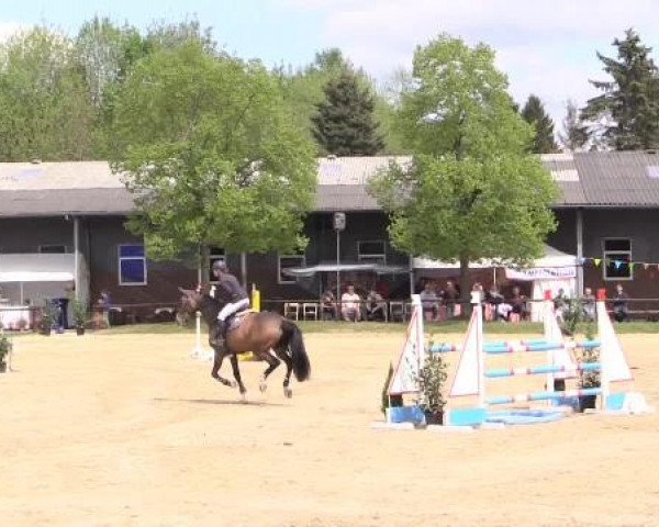 Dressur- und Springturnier Halver 2015