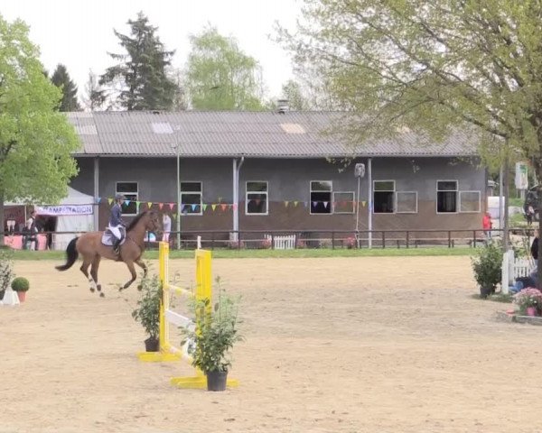 Dressur- und Springturnier Halver 2015