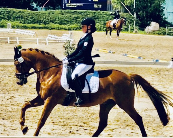 dressage horse Tobi 74 (German Riding Pony, 2002, from Top Mariano)