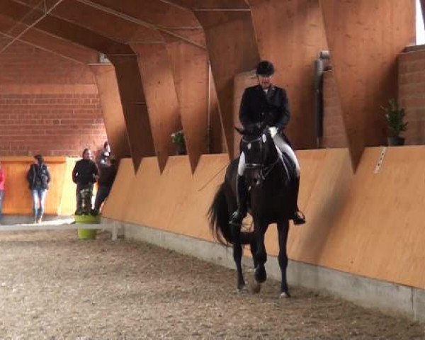 Holtkämper Dressurtage 2015