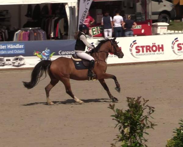 Reitturnier Redefin Springen 2026