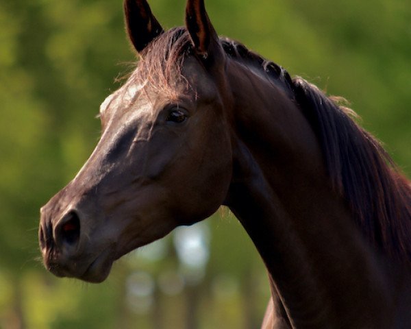 Zuchtstute Lady in Black AK (Oldenburger, 2014, von Sir Donnerhall II OLD)