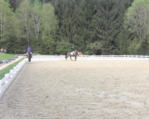 Dressur- und Springturnier Halver 2015