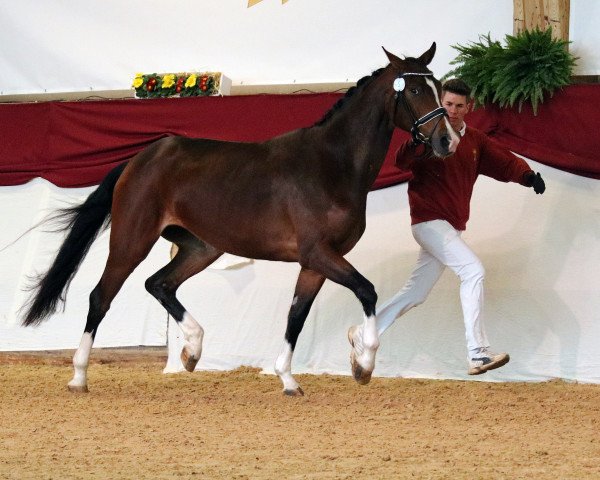 Dressurpferd Finale 184 (Deutsches Sportpferd, 2014, von Fred Astaire)