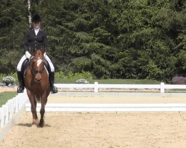 Dressur- und Springturnier Halver 2015
