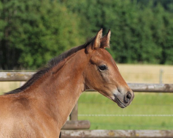 stallion Morey S (Westphalian, 2020, from Morricone)
