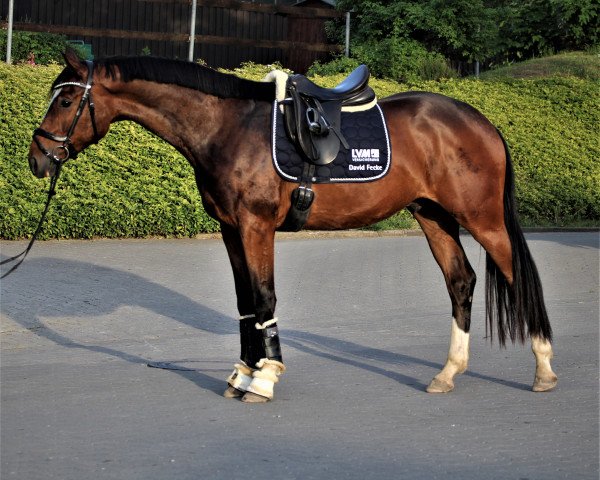 dressage horse Quintinius SLR (Westphalian, 2017, from Quotenkoenig 2)