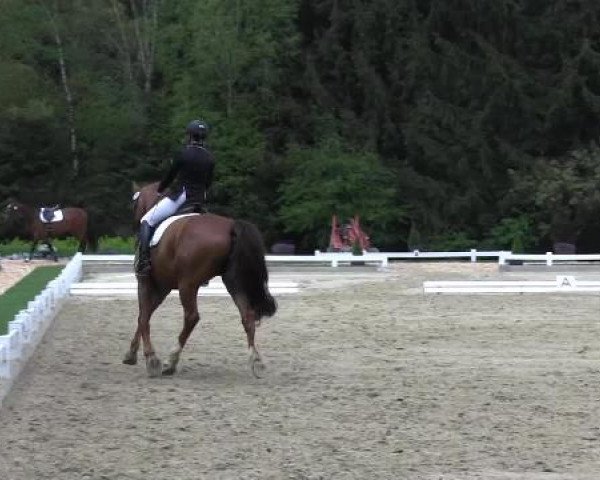 Dressur- und Springturnier Halver 2015
