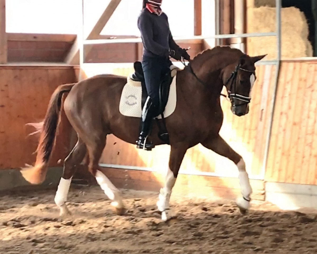 horse Sirius (Westphalian, 2014, from Sir Heinrich OLD)