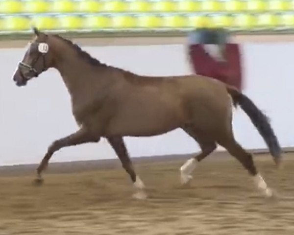 horse Jerez de la Frontera (German Warmblood, 2015, from Glock's Johnson Tn)