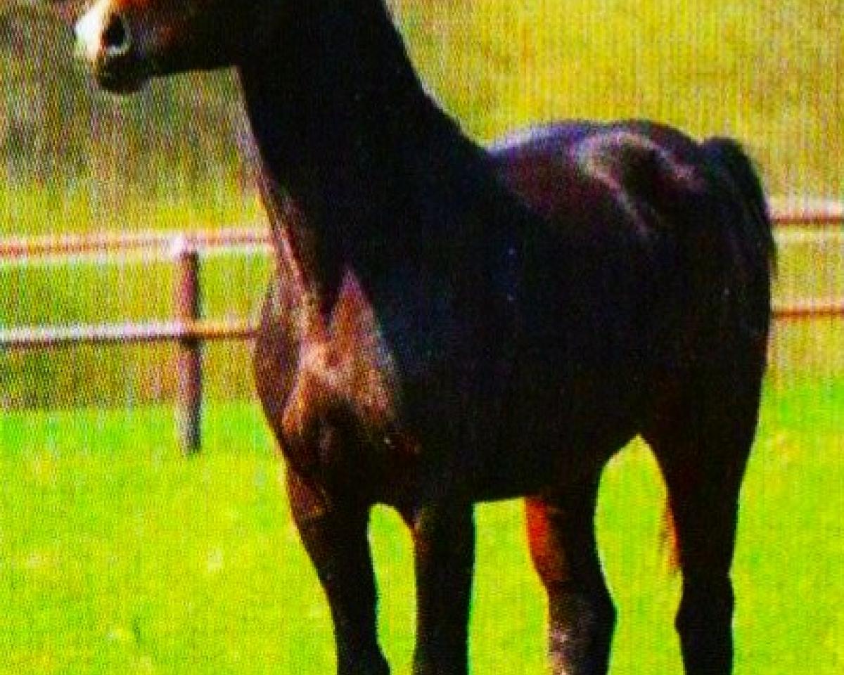 Skokan Quality 20 (Holštýnský kůň, 2006, od Quidam's Rubin)