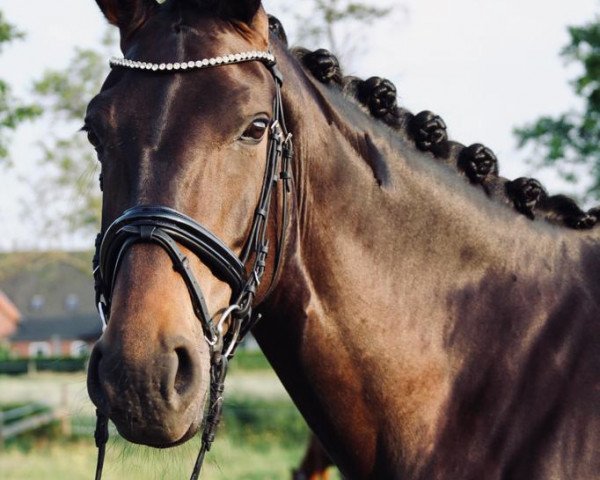 broodmare Ella Schön (Westphalian, 2015, from Escolar)