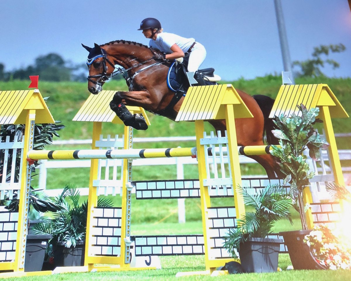 Caballo de salto Araconti T (Württemberger, 2012, de Aracento)