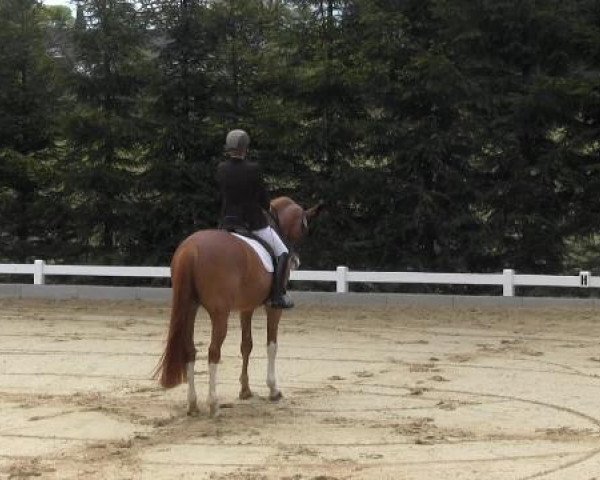 Dressur- und Springturnier Halver 2015