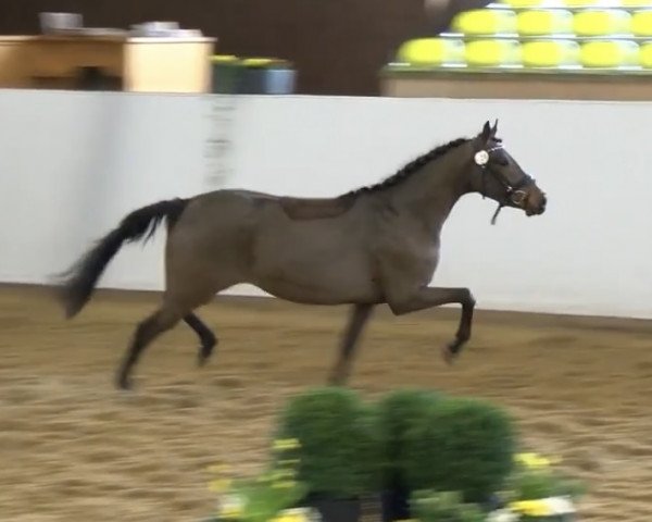 jumper Chippolina 3 (German Riding Pony, 2015, from Captain Sparrow)