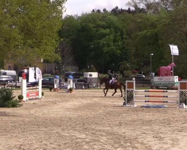 Dressur- und Springturnier Halver 2015