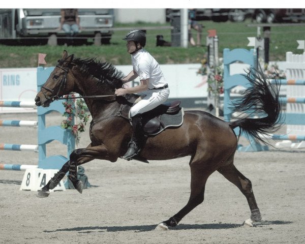 Springpferd Chestello (Hannoveraner, 2004, von Contendro I)
