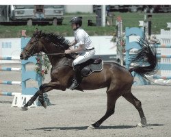 Springpferd Chestello (Hannoveraner, 2004, von Contendro I)