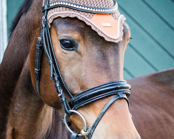 Dressurpferd Top Deal 3 (KWPN (Niederländisches Warmblut), 2016, von Top Gear)