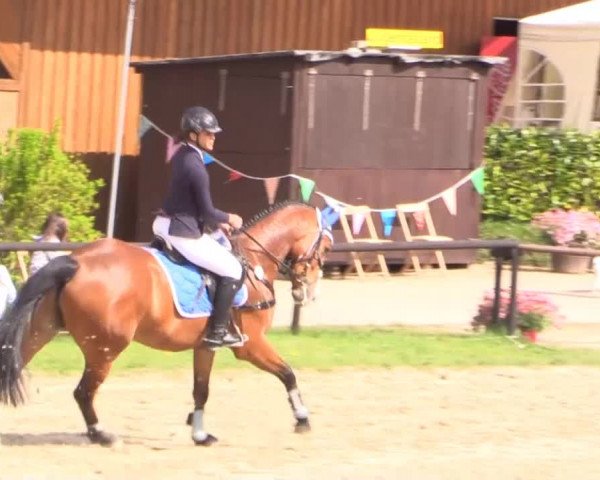Dressur- und Springturnier Halver 2015