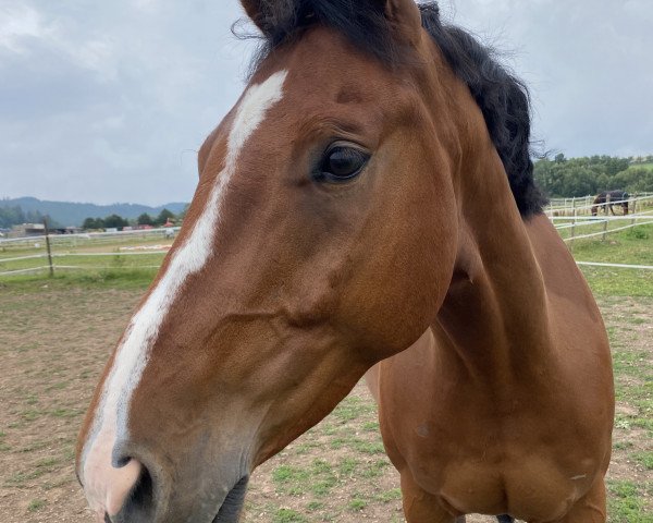 Pferd Coco Jambo 31 (Oldenburger Springpferd, 2013, von Cessna)