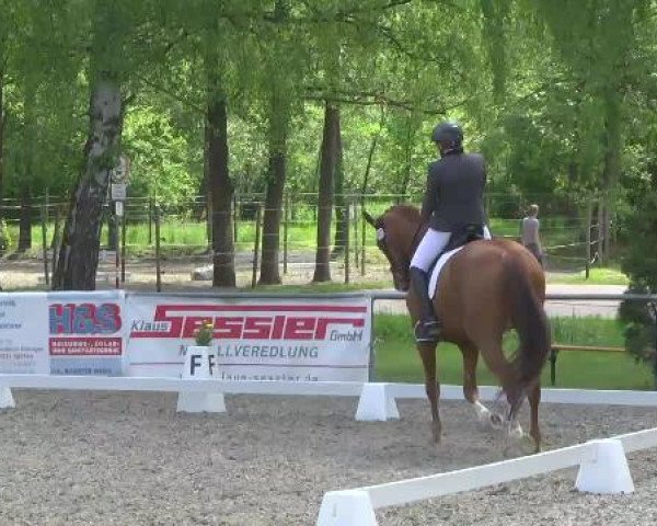 2. Festival des jungen Dressurpferdes Wilferdingen 2015