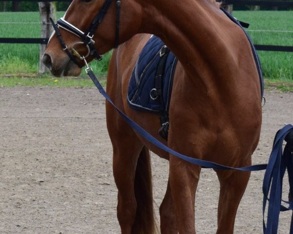 Pferd Ser Tagarius (Deutsches Reitpferd, 2016, von Sir Heinrich OLD)