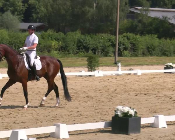Concurso de Hipismo Münster-Roxel 2026