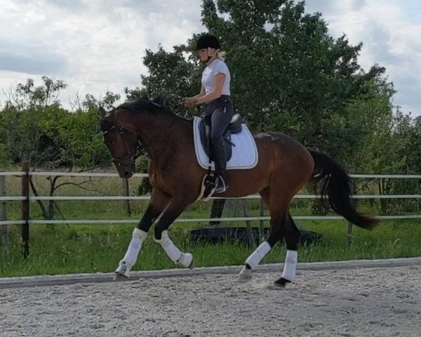 dressage horse Mon Coeur 33 (Westphalian, 2017, from E.H. Millennium)