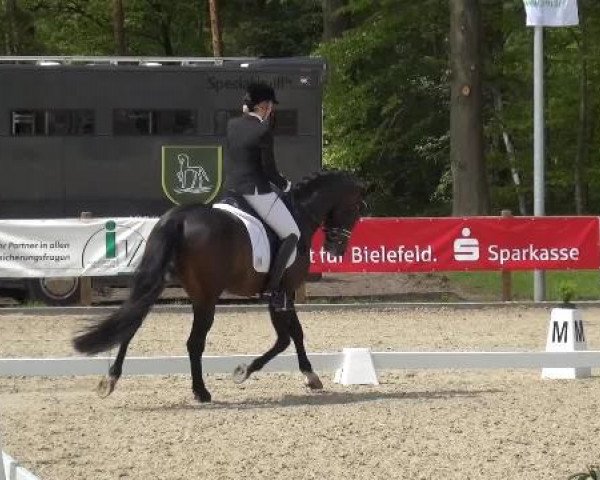 Holtkämper Dressurtage 2015
