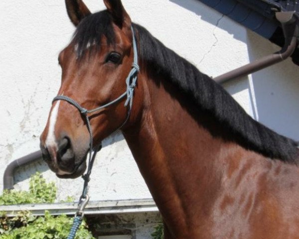 Pferd Caesar (Pinto mit Reitpferdepedigree, 2012, von Celebration AS)
