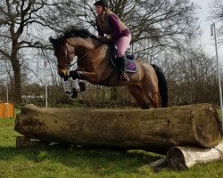 jumper Lacoeur Pur Emotion (Westphalian, 2013, from Levisonn 208 FIN)