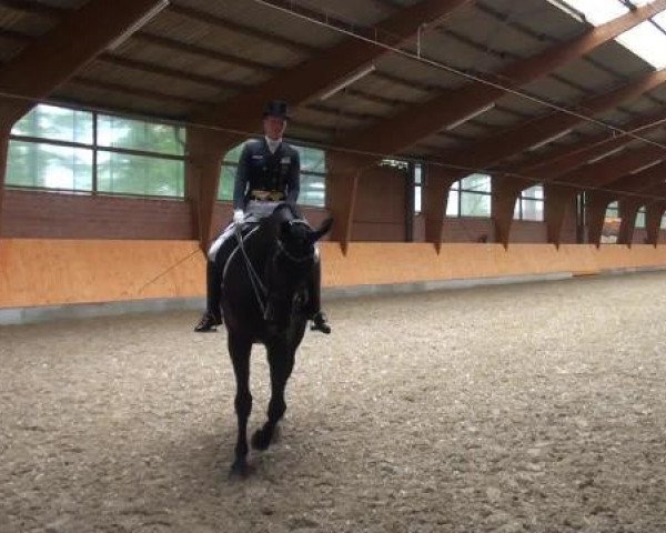 Holtkämper Dressurtage 2015