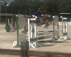 dressage horse Timo 239 (Pony without race description, 2003, from Unbekannt Pony)